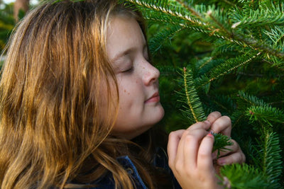 Health Benefits of Breathing the Scent of Pine